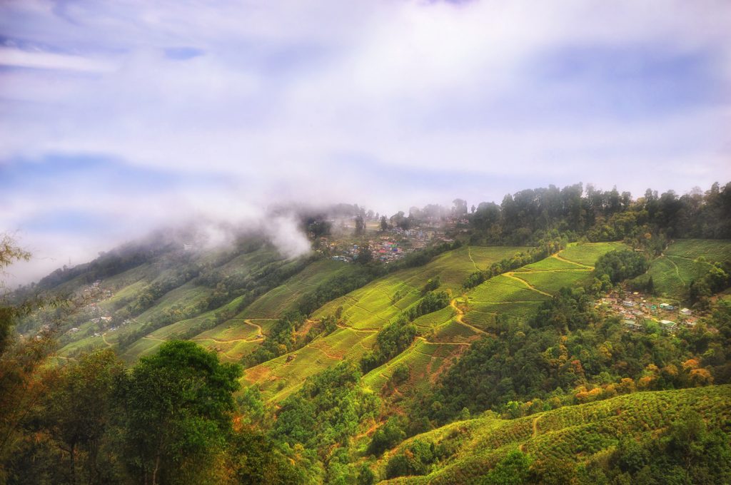 Tea plantation landscape on mountain in Darjeeling, Long Weekends