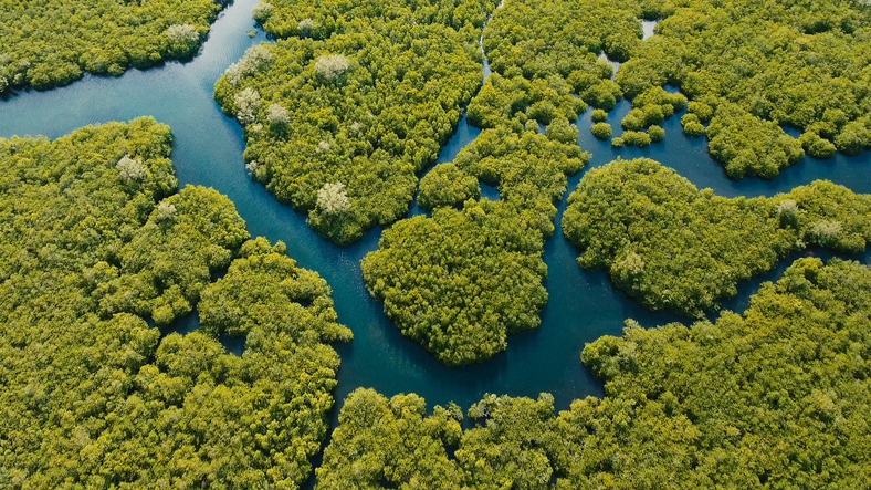 Aerial view of mangrove forest and river on the Siargao island. Mangrove jungles, trees, river. Mangrove landscape. Philippines.