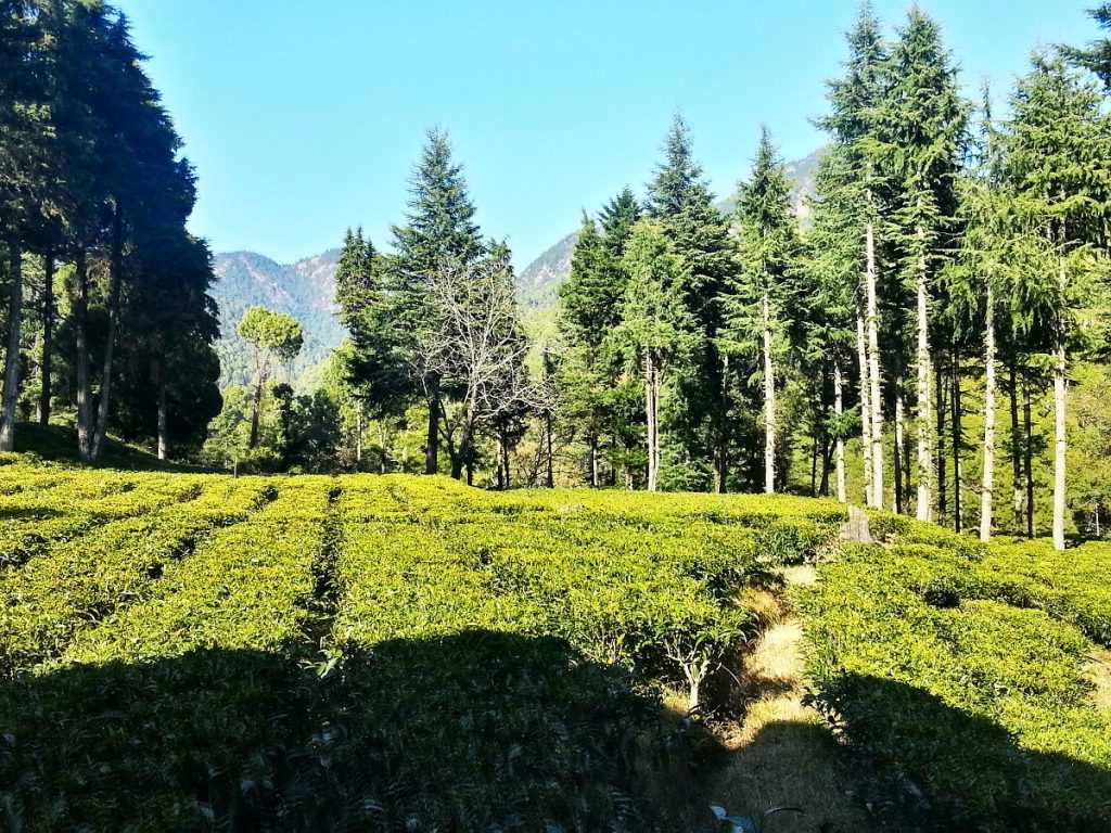 Tea Gardens - Ghorakhal