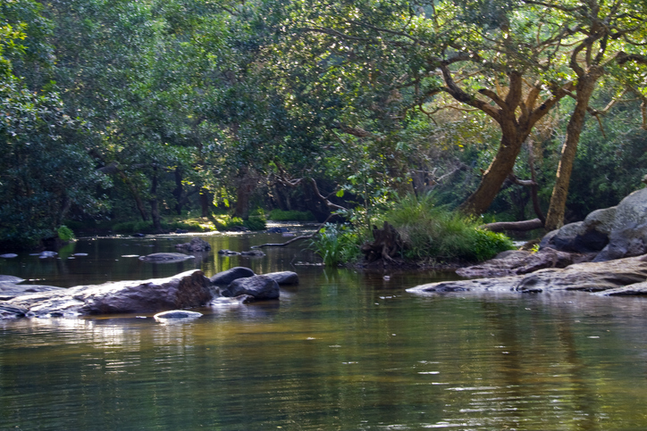 River running in Forest coorg