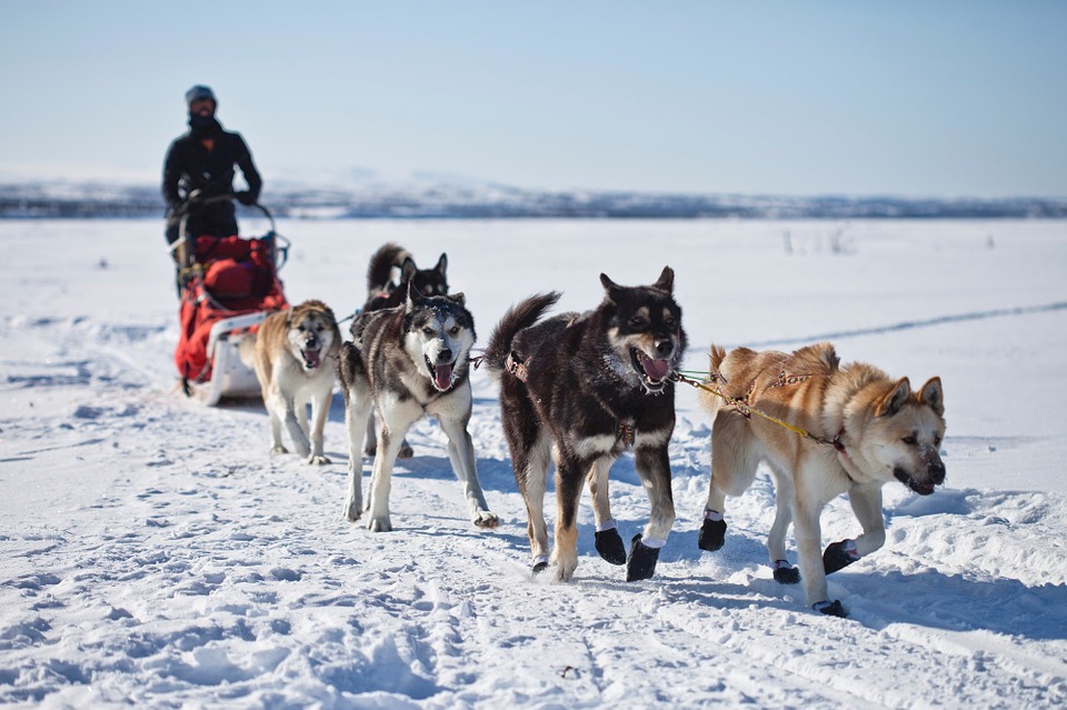 dog sled alaska