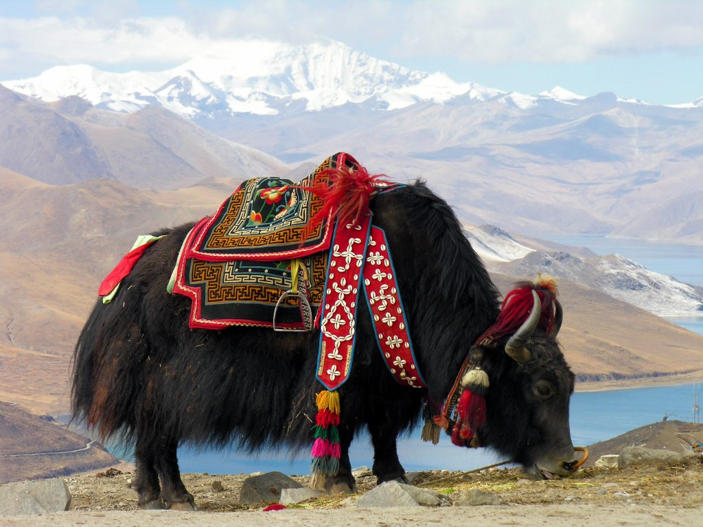 yak ride