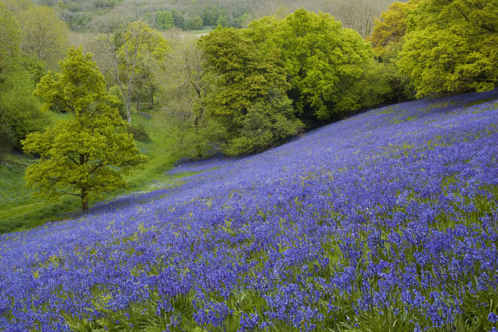 Bluebells in Dorset