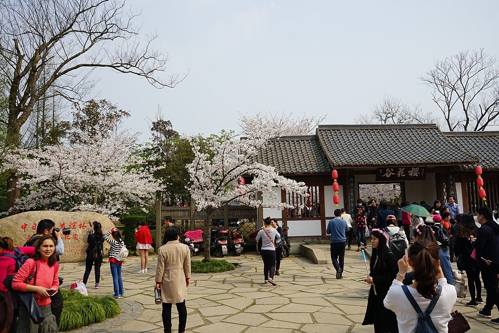 Cherry Blossom Valley, Yuantouzhu Island