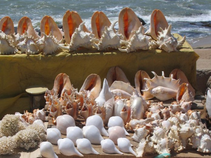 Decorations sea shells Kanyakumari Tamil Nadu India