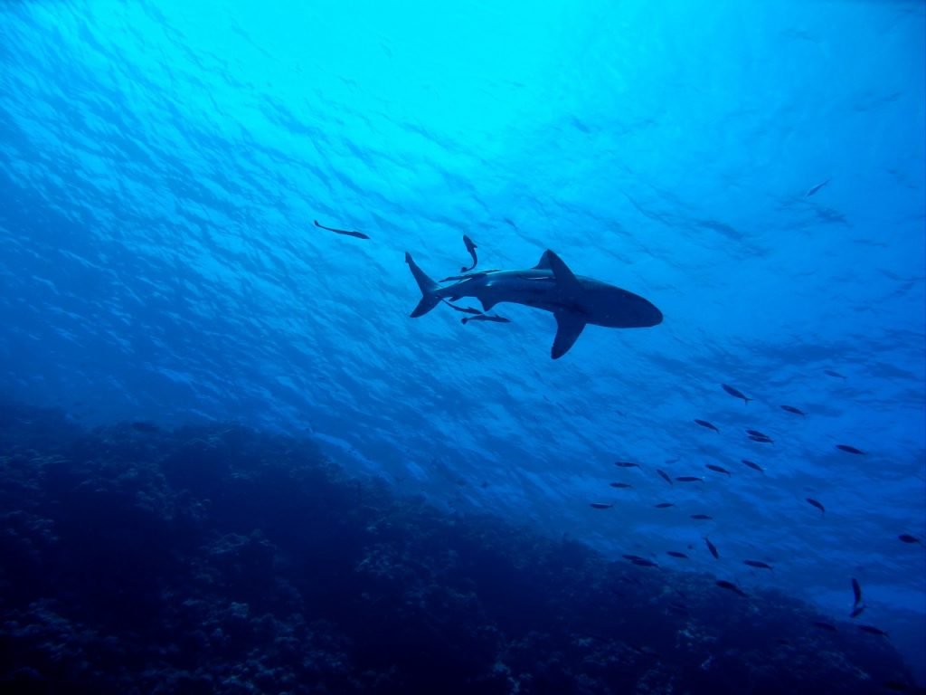 deep blue shark hawaii sighting