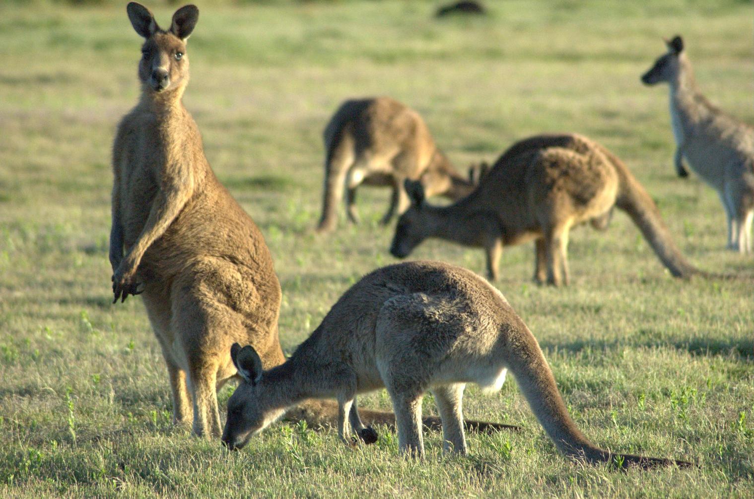 wildlife of australia