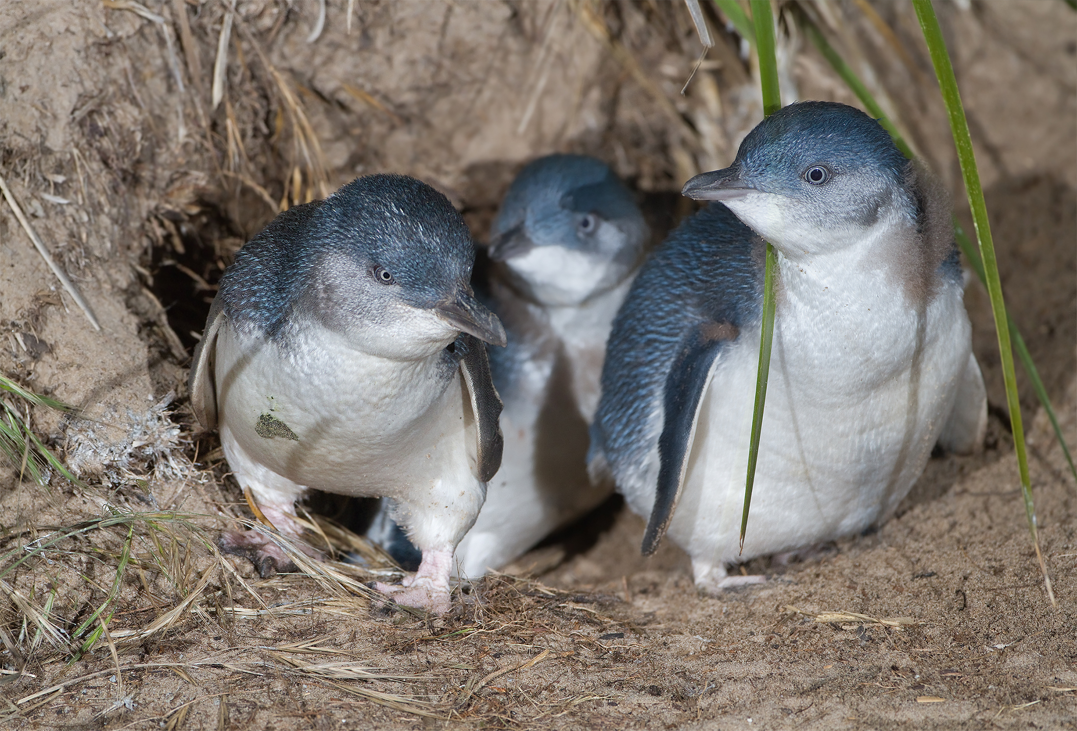 wildlife in australia