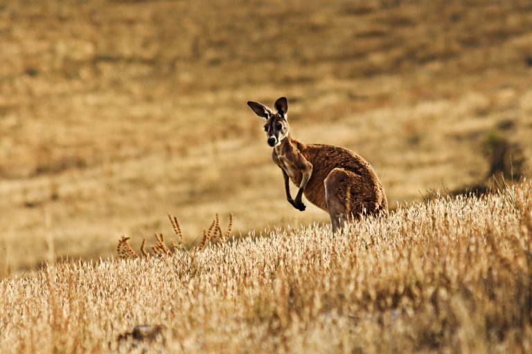 10 Unique Wildlife Experiences in Australia