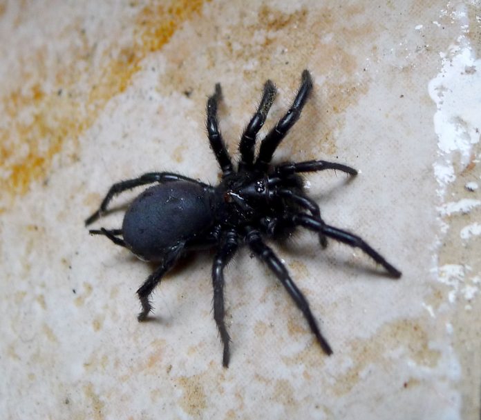 spiders in australia