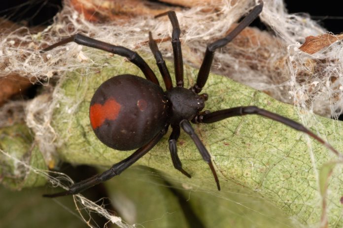 spiders in australia