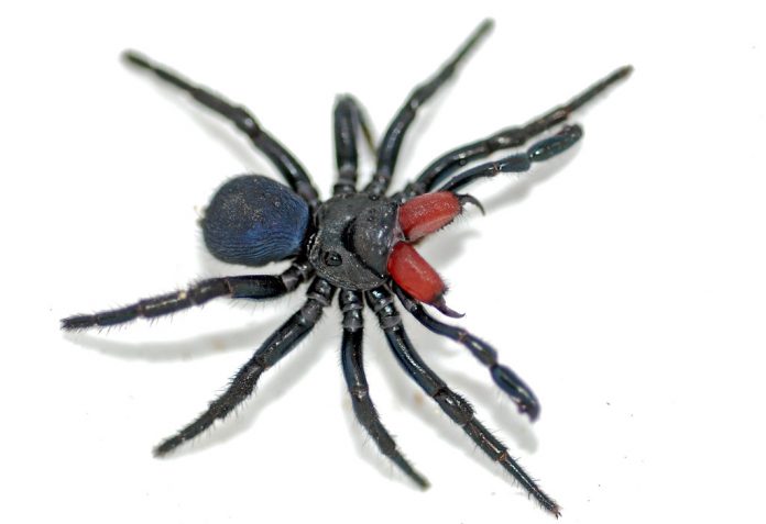 spiders in australia