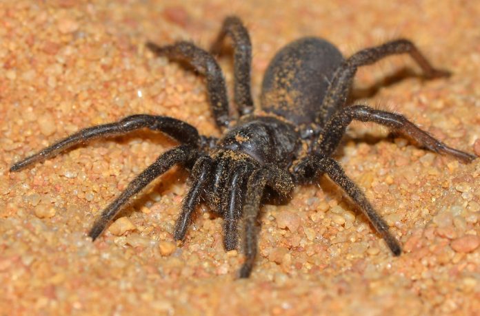 spiders in australia
