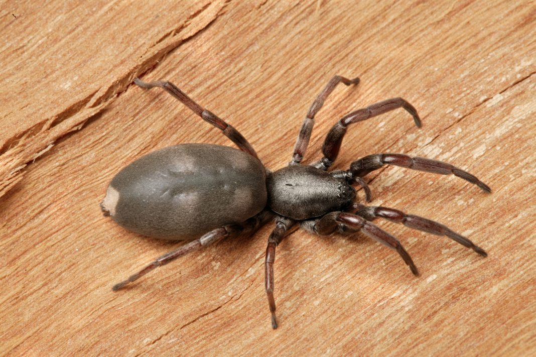 spiders in australia, White-Tailed Spider