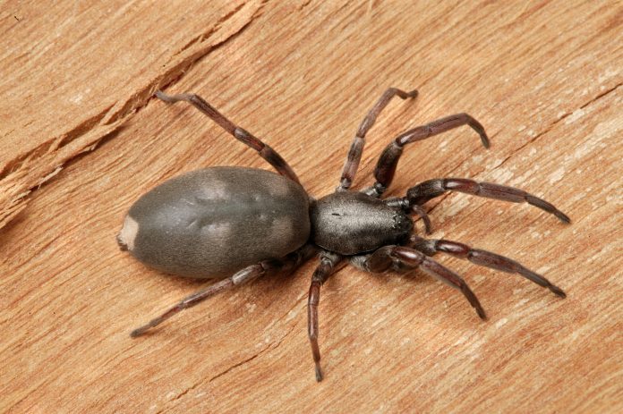 spiders in australia