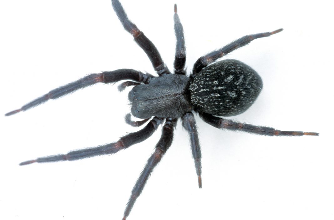 venomous spiders in australia, Black House Spider