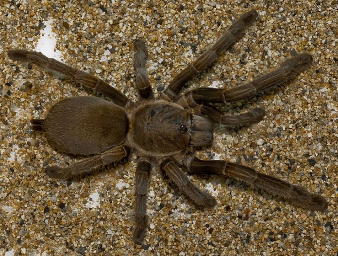 spiders in australia