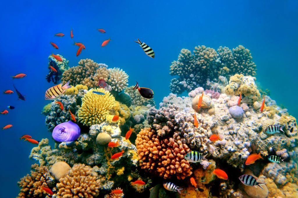 10 most beautiful coral reefs world