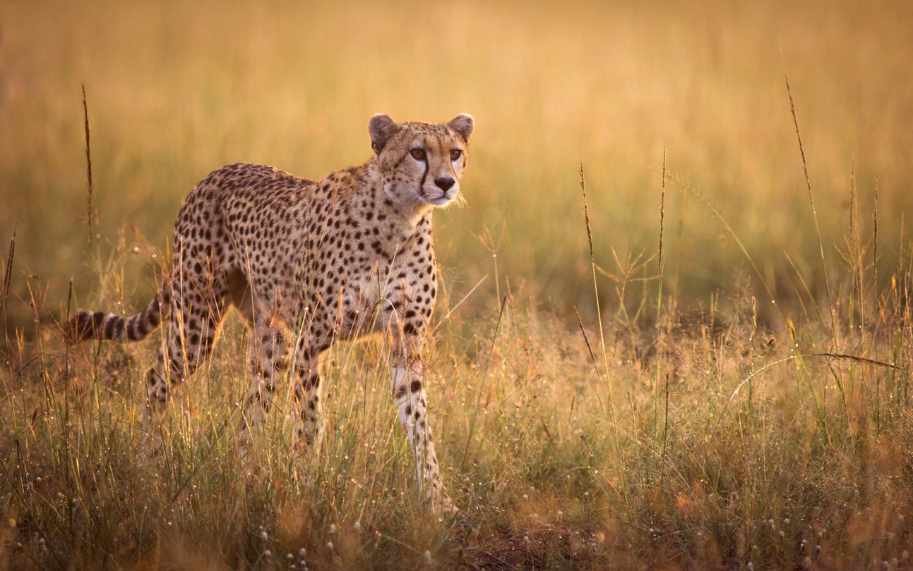 Stalking cheetah, fastest wildcat