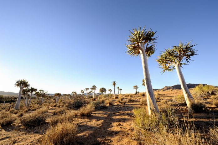 Kalahari desert.