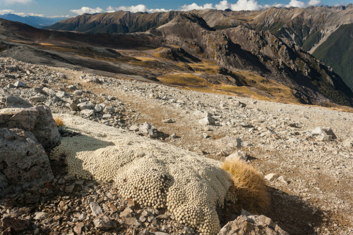 Vegetable Sheep, New Zealand