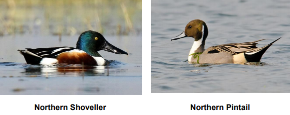 The variety of birds found at the Yelahanka Puttenahalli lake