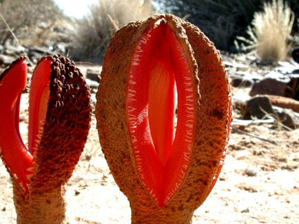 Hydnora-Africana