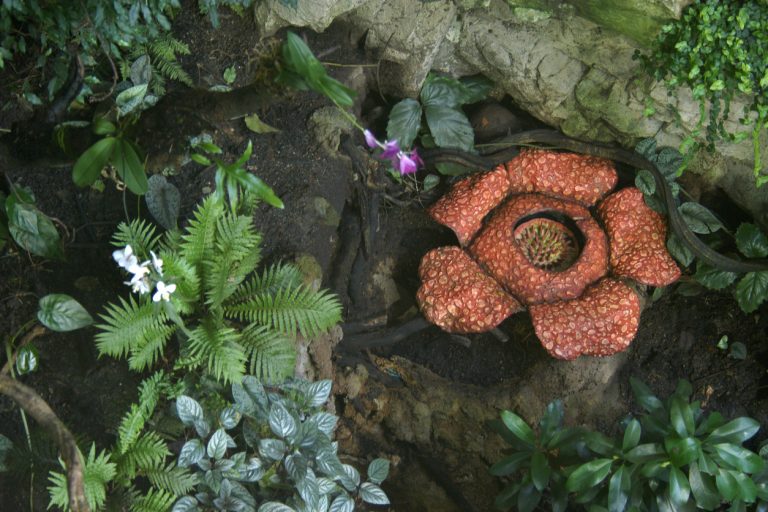 Here Are 8 Strange Plants From Around The World