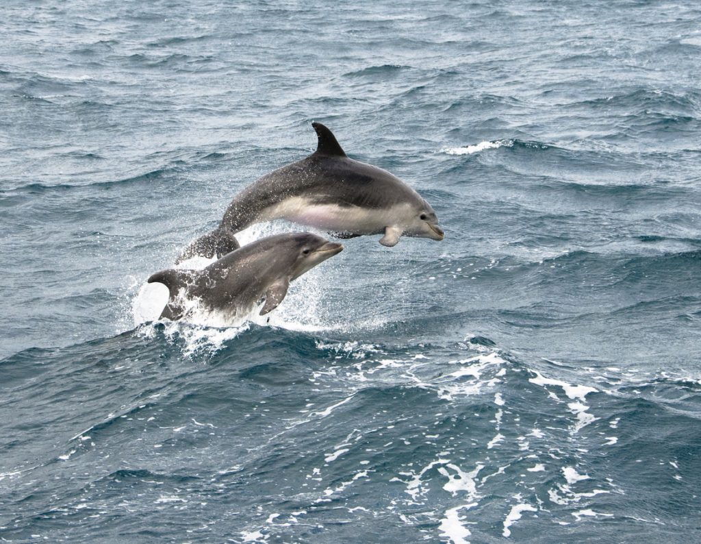 Dolphin show