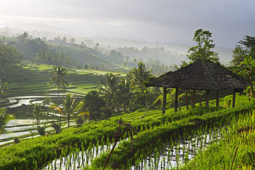 Rice paddy at sunrise, Bali, Indonesia