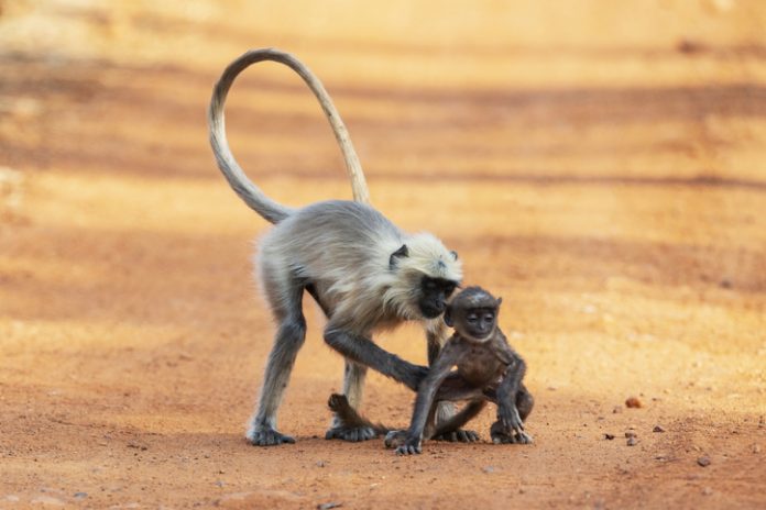 wildlife