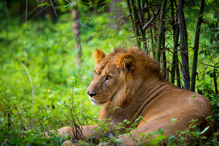 wildlife, lion, the king of the jungle, cat family