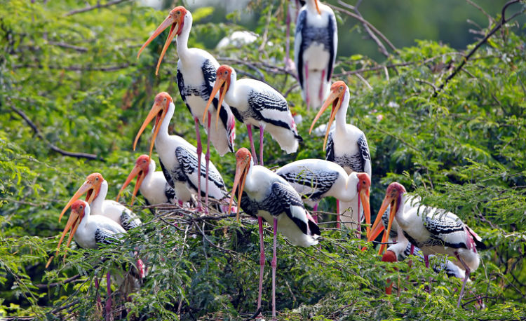 World Migratory Day, migratory birds in india