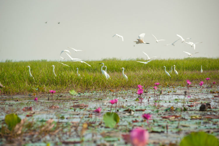 migratory birds in india