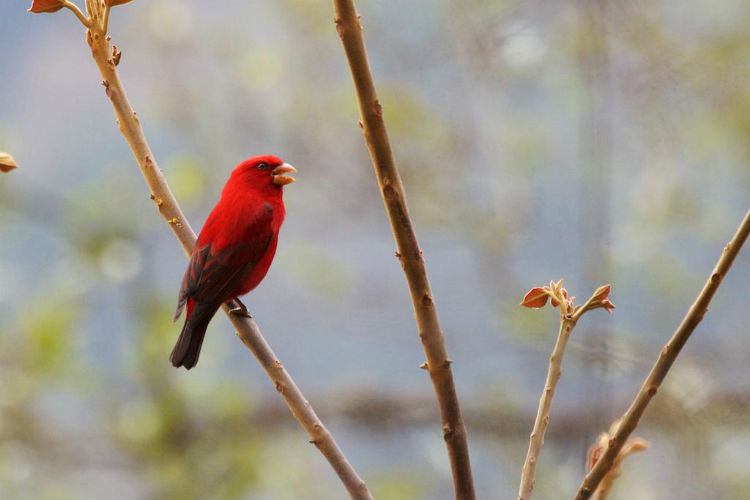 Ras Al Khor Wildlife Sanctuary