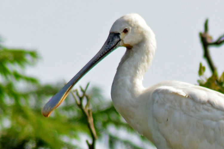 Ranganathitthu Bird Sanctuary