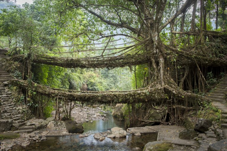 Visiting The Double Decker Living Root Bridges of Nongriat