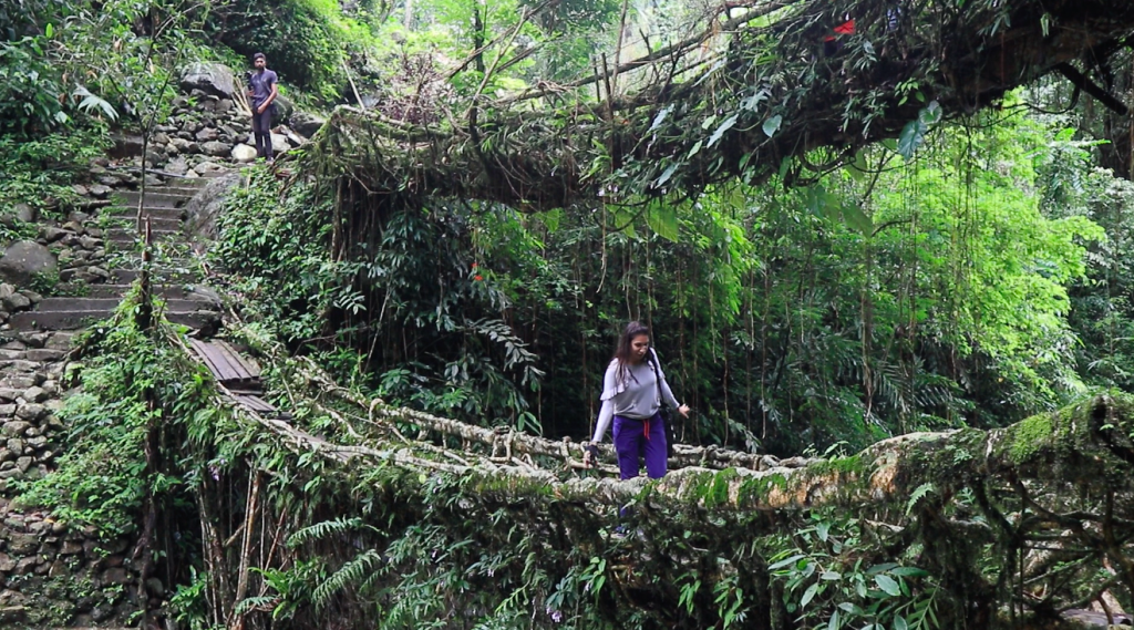 Double Decker Living Root Bridges