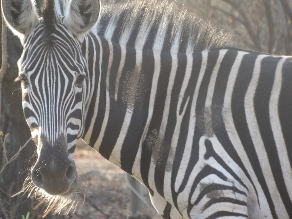 guided safari South Africa zebra