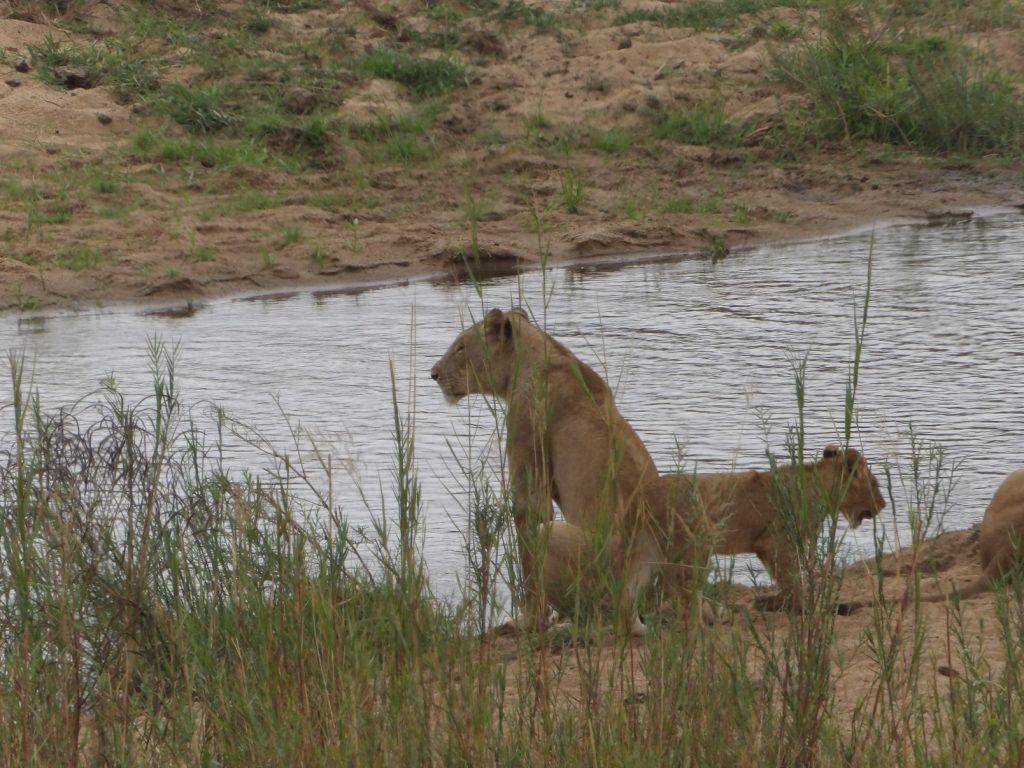 guided safari South Africa lioness