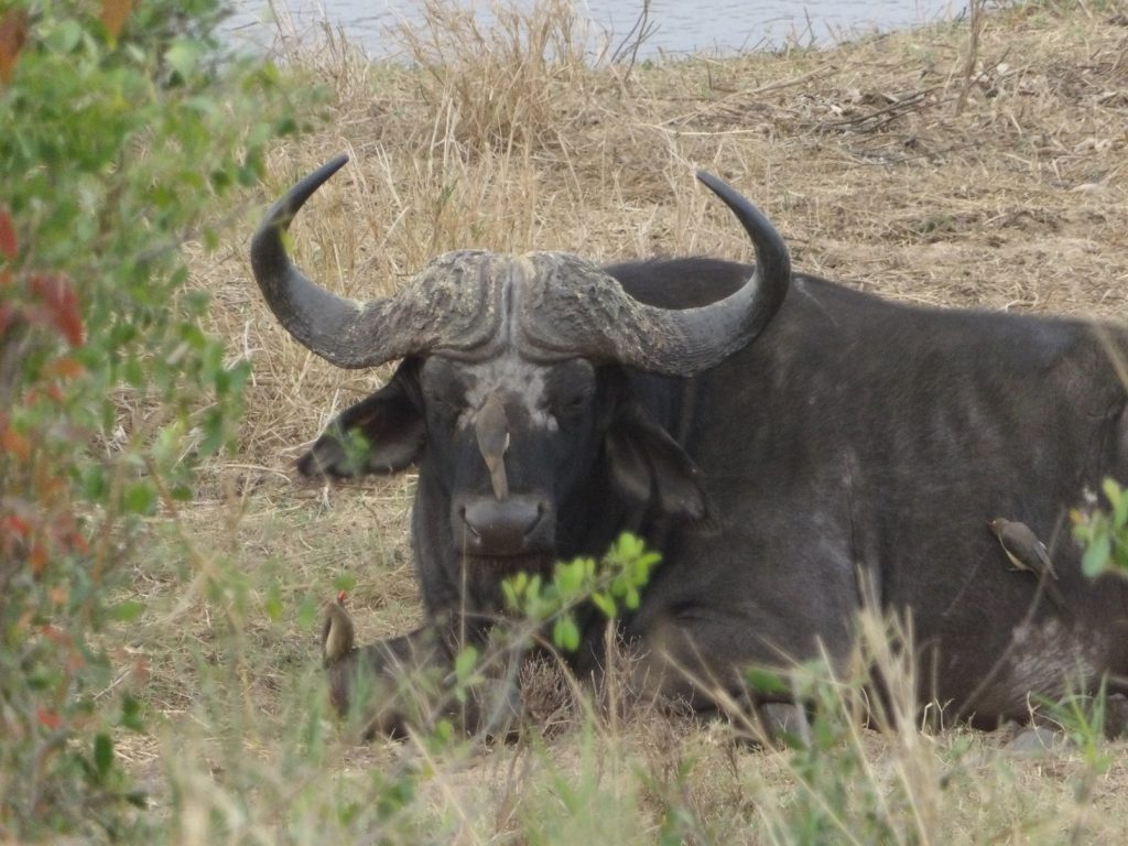 guided safari South Africa bison