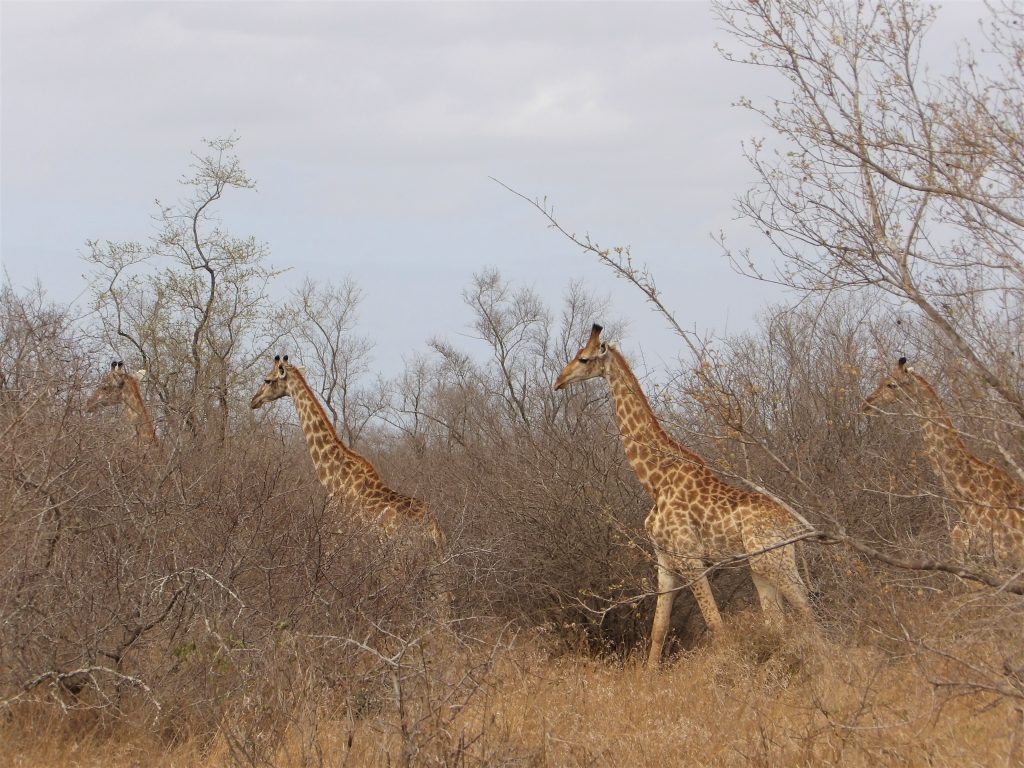 Lauren walking safari giraffe