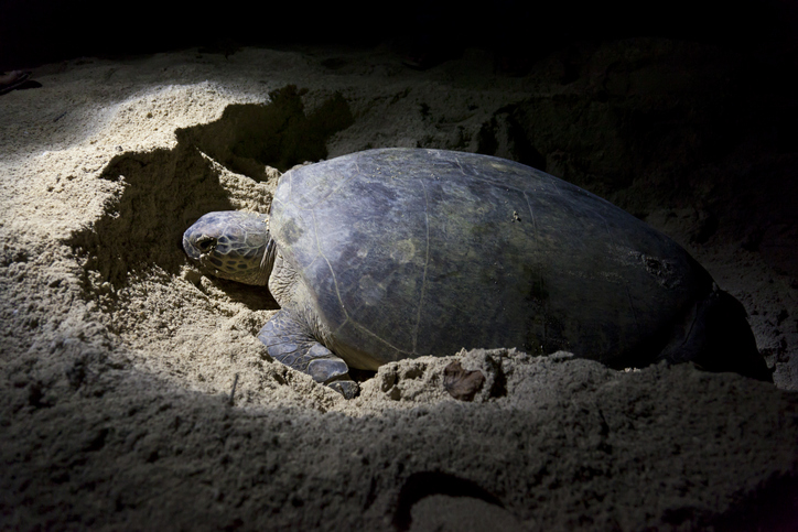 The Turtle Beach, Oman