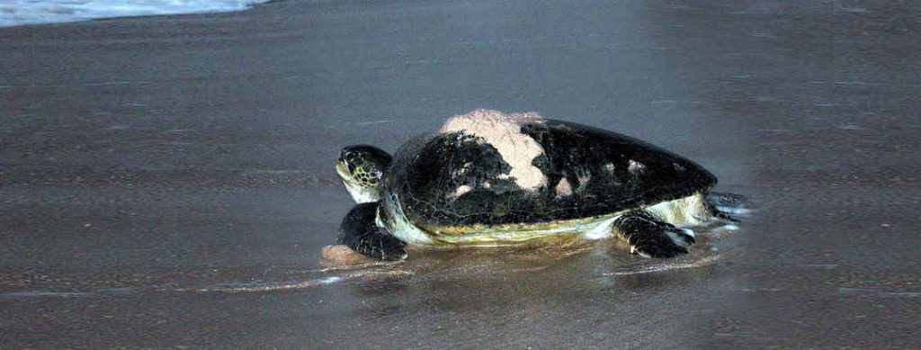 Turtle watching Oman