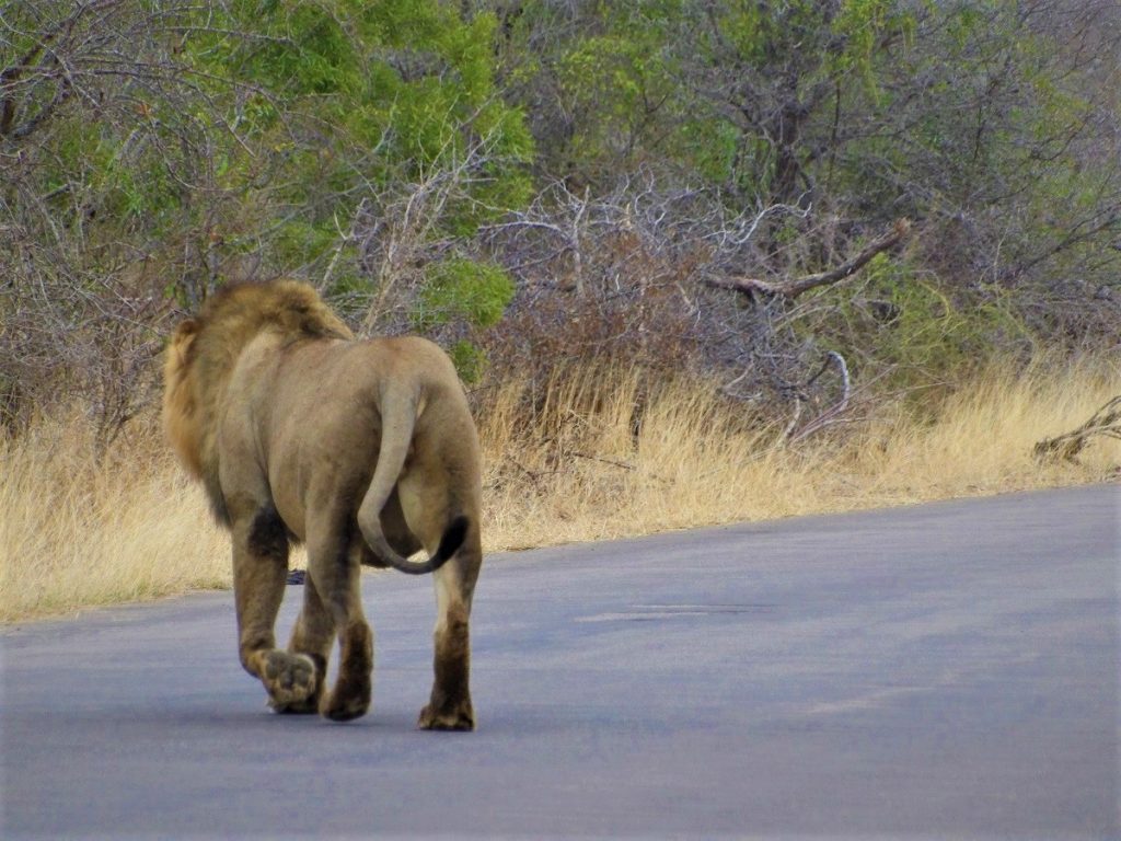 self-guided safari