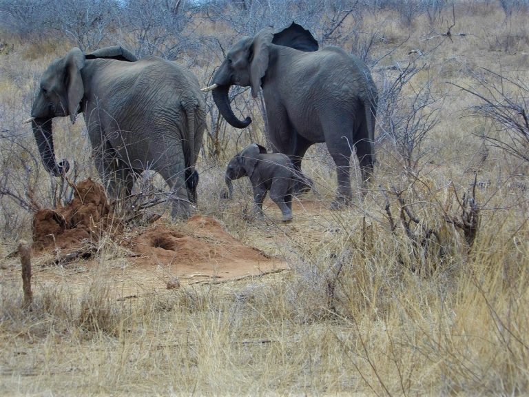 What Happens When You Drive Yourself Around The African Bush
