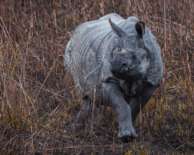 Greater One-horned Rhinoceros in Kaziranga national park, assam india