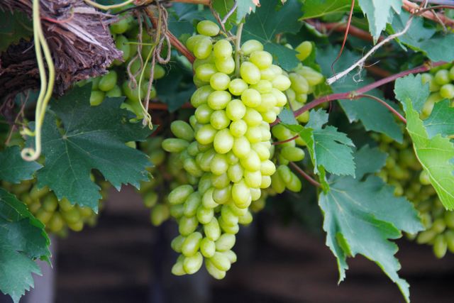 fresh grapes in Sula Vineyards