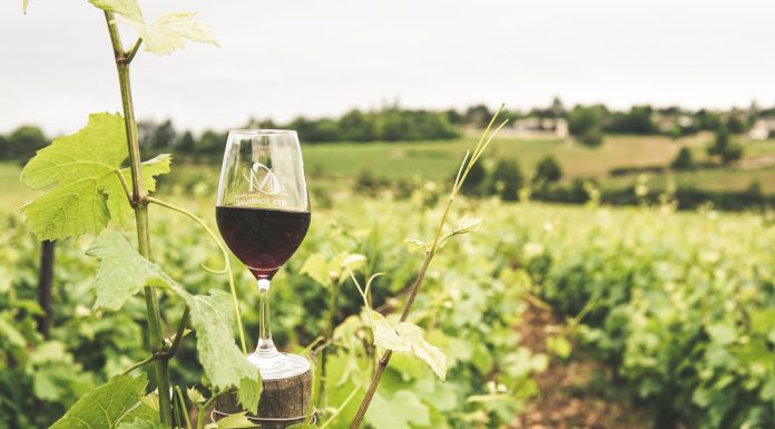 Best vineyards in India, (Image Source: Pexels) Best vineyards in India