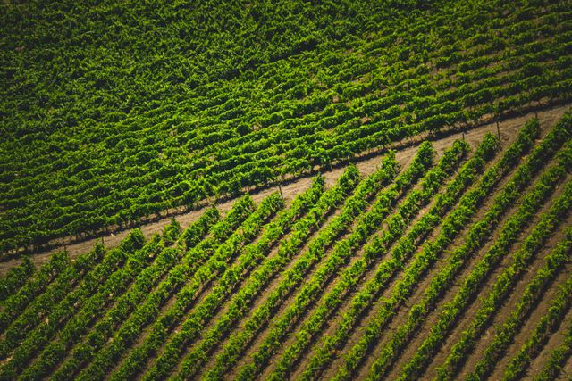 Aerial photograph showcasing neatly organized rows of green vineyards